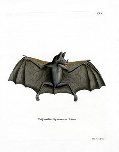 Spectral Bat by German School