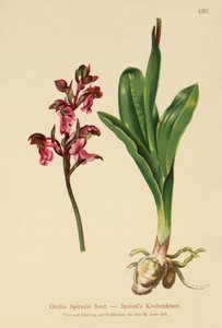 Spitzels Orchid