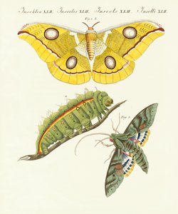 Splendid Foreign Butterflies