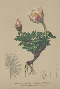 Spring Anemone (Anemone vernalis, Pulsatilla vernalis) by German School