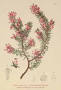 Spring Heath