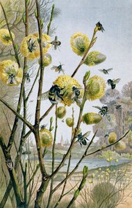 Spring in the Insect World, plate from Brehms Tierleben by German School