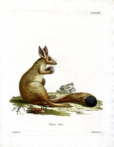 Springhare