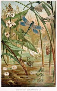 Stages of Development of a Damselfly, from Brehms Tierleben, pub. 1860s by German School
