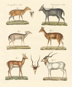 Strange Antelopes