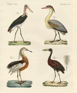 Strange birds