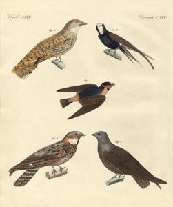 Strange birds by German School