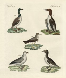 Strange Birds by German School