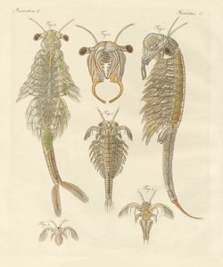 Strange Crustaceans by German School