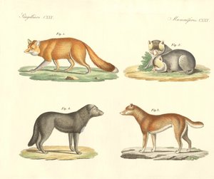 Strange Dogs and Foxes