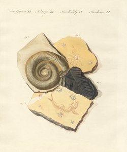 Strange Fossilizations