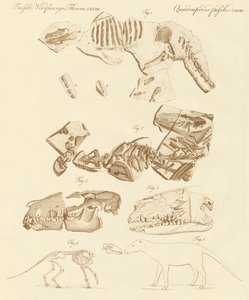 Strange Fossils of Four-Footed Animals by German School