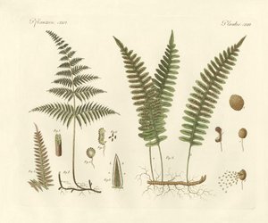Strange grasses