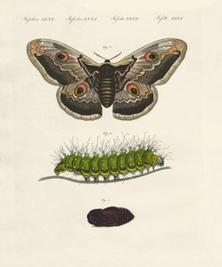 Strange Insects