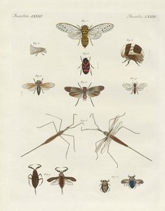 Strange insects
