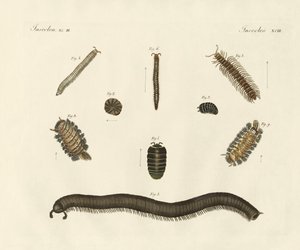 Strange insects by German School