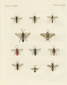 Strange insects