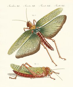 Strange Insects