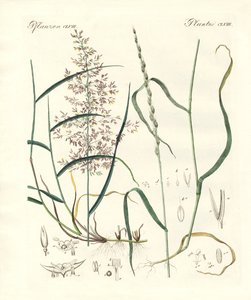 Strange Kinds of Herbage