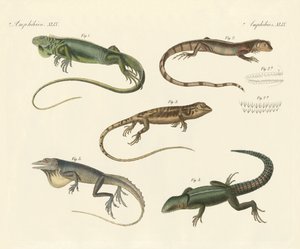Strange lizards by German School
