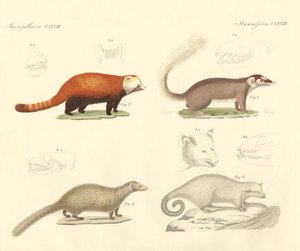Strange Mammals