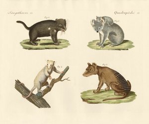 Strange Marsupials by German School
