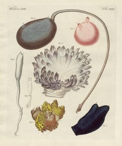 Strange Molluscs