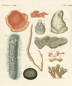 Strange Molluscs