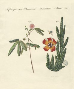 Strange Plants