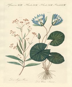 Strange Plants