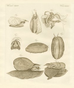 Strange Sea-Snails