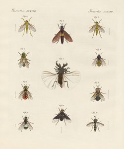 Strange Two-Winged Insects