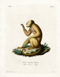 Straw-colored Howler