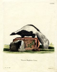 Striped Skunk by German School