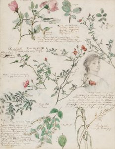 Studies of plants and figures made in Rome and Pankow, Berlin by German School