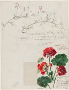 Studies of Plants and Figures Made in Rome and Pankow, Berlin by German School