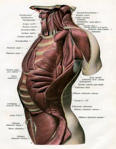 Study of the Muscles of the Human Torso and Neck