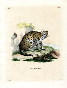 Sunda Clouded Leopard by German School