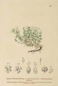 Swiss Bedstraw by German School