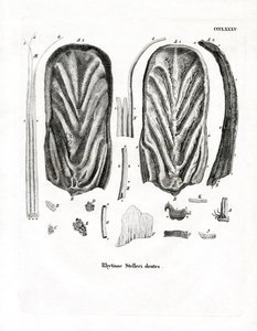 Teeth of Steller
