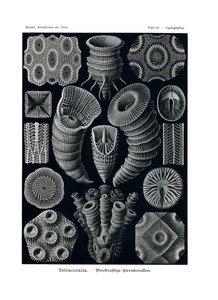 Tetracoralla by German School