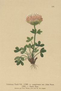 Thals Clover by German School