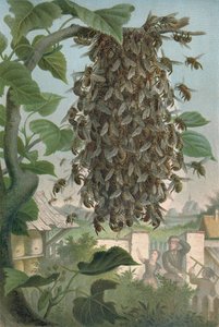 The Bees Nest, late 19th century by German School