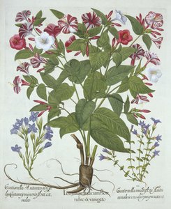 The Marvel of Peru and Two Varieties of Gentian, from Hortus Eystettensis by German School