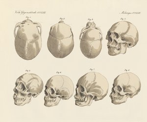 The cranial of the five human races