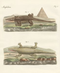 The crocodile