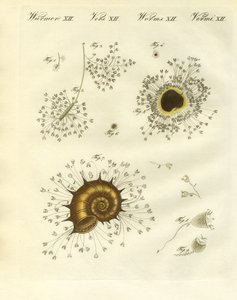 The cup-shaped polyps