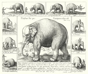 The docile elephant by German School