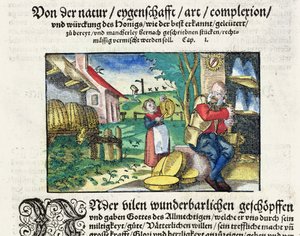 The healing and therapeutic uses of honey in Medicine, illustration from a German treatise on medicines published in Strasbourg in 1573 by German School