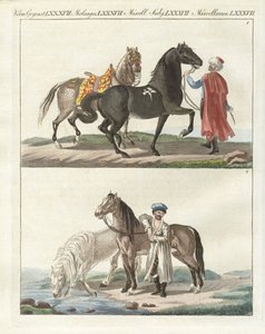 The Horse with Its Different Kinds by German School